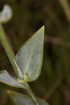 Largeleaf rose gentian